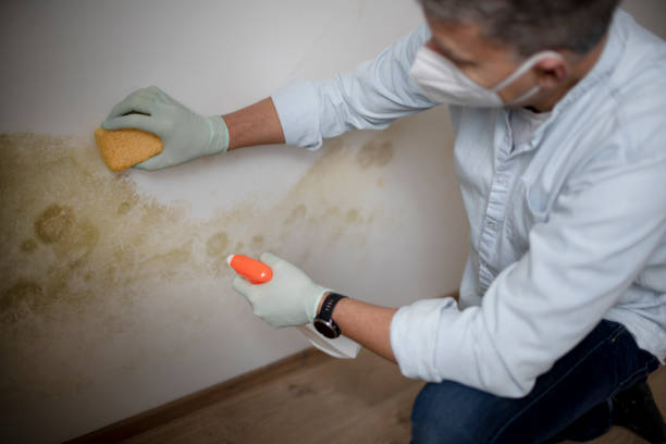 Best Mold Testing and Removal  in Mayville, ND