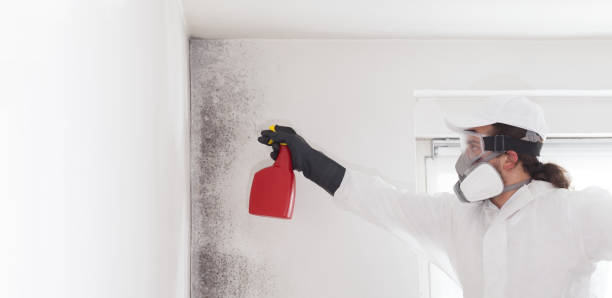 Best Crawl Space Mold Removal  in Mayville, ND