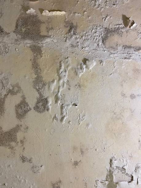Office Mold Removal Services in Mayville, ND