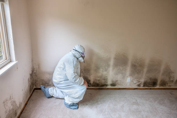 Best Fast Mold Removal  in Mayville, ND