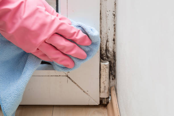 Best Mold Removal Near Me  in Mayville, ND