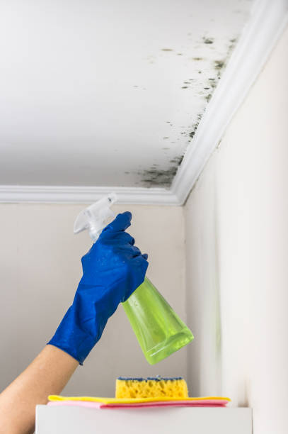 Best Commercial Mold Removal  in Mayville, ND